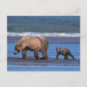 Brown Bear, Ursus arctos, Alaska Peninsula, 2 Postcard