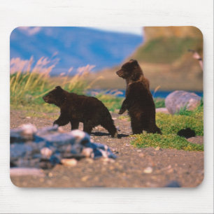 Brown Bear, Ursus arctos, Alaska Peninsula, Mouse Pad
