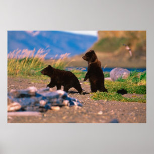 Brown Bear, Ursus arctos, Alaska Peninsula, Poster