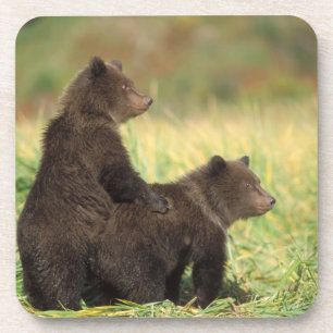 brown bear, Ursus arctos, grizzly bear, Ursus 2 Coaster