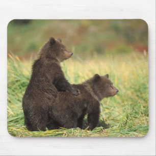 brown bear, Ursus arctos, grizzly bear, Ursus 2 Mouse Pad