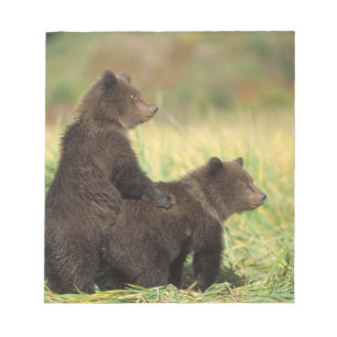brown bear, Ursus arctos, grizzly bear, Ursus 2 Notepad