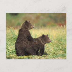 brown bear, Ursus arctos, grizzly bear, Ursus 2 Postcard
