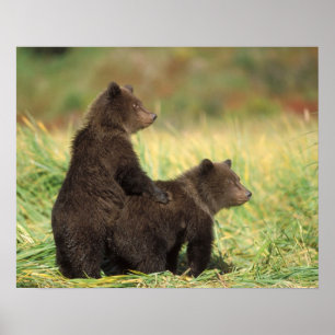 brown bear, Ursus arctos, grizzly bear, Ursus 2 Poster