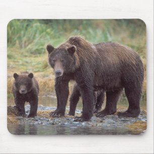 brown bear, Ursus arctos, grizzly bear, Ursus 3 Mouse Pad