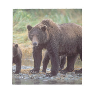 brown bear, Ursus arctos, grizzly bear, Ursus 3 Notepad