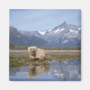 brown bear, Ursus arctos, grizzly bear, Ursus 4 Magnet