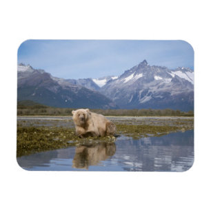 brown bear, Ursus arctos, grizzly bear, Ursus 4 Magnet