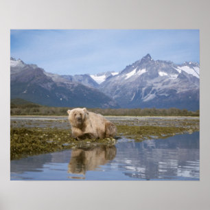 brown bear, Ursus arctos, grizzly bear, Ursus 4 Poster