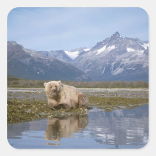 brown bear, Ursus arctos, grizzly bear, Ursus 4 Square Sticker