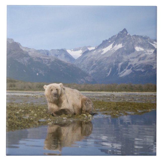 brown bear, Ursus arctos, grizzly bear, Ursus 4 Tile (Front)