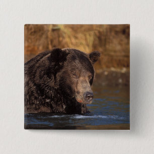 brown bear, Ursus arctos, grizzly bear, Ursus 5 15 Cm Square Badge