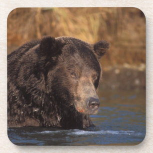 brown bear, Ursus arctos, grizzly bear, Ursus 5 Coaster