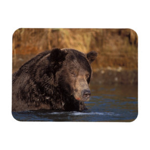 brown bear, Ursus arctos, grizzly bear, Ursus 5 Magnet