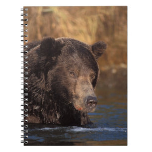 brown bear, Ursus arctos, grizzly bear, Ursus 5 Notebook