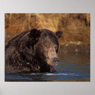 brown bear, Ursus arctos, grizzly bear, Ursus 5 Poster