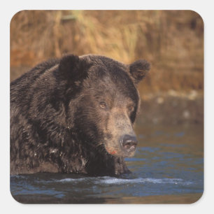 brown bear, Ursus arctos, grizzly bear, Ursus 5 Square Sticker