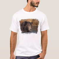 brown bear, Ursus arctos, grizzly bear, Ursus 5