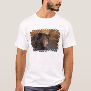 brown bear, Ursus arctos, grizzly bear, Ursus 5 T-Shirt