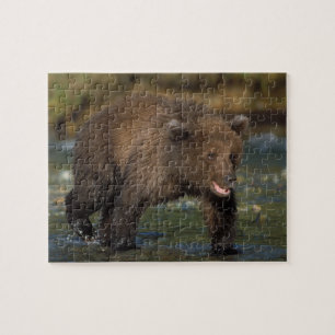 brown bear, Ursus arctos, grizzly bear, Ursus 6 Jigsaw Puzzle