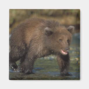 brown bear, Ursus arctos, grizzly bear, Ursus 6 Magnet