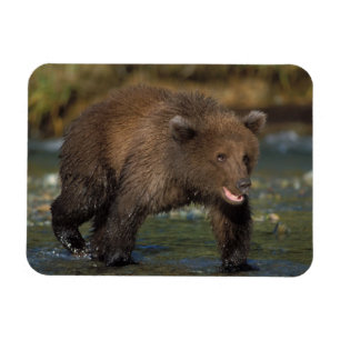 brown bear, Ursus arctos, grizzly bear, Ursus 6 Magnet
