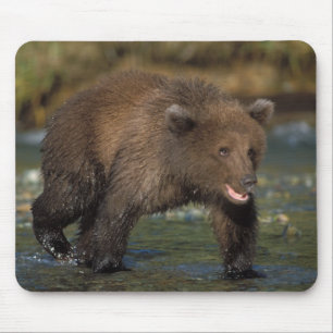 brown bear, Ursus arctos, grizzly bear, Ursus 6 Mouse Pad