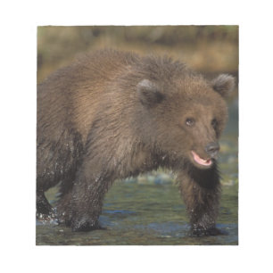 brown bear, Ursus arctos, grizzly bear, Ursus 6 Notepad