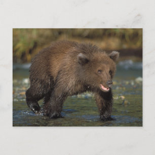 brown bear, Ursus arctos, grizzly bear, Ursus 6 Postcard