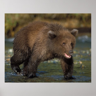 brown bear, Ursus arctos, grizzly bear, Ursus 6 Poster