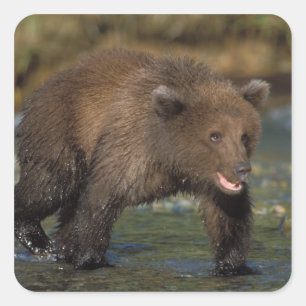brown bear, Ursus arctos, grizzly bear, Ursus 6 Square Sticker