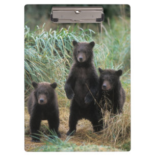 brown bear, Ursus arctos, grizzly bear, Ursus 7 2 Clipboard