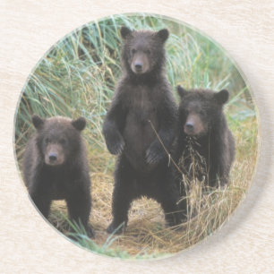 brown bear, Ursus arctos, grizzly bear, Ursus 7 2 Coaster