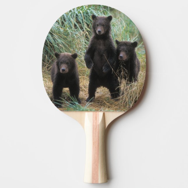 brown bear, Ursus arctos, grizzly bear, Ursus 7 2 Ping Pong Paddle (Front)