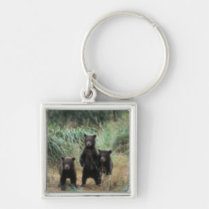 brown bear, Ursus arctos, grizzly bear, Ursus 7 Key Ring