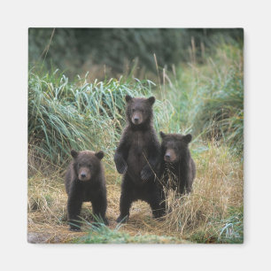 brown bear, Ursus arctos, grizzly bear, Ursus 7 Magnet