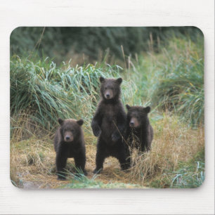 brown bear, Ursus arctos, grizzly bear, Ursus 7 Mouse Pad