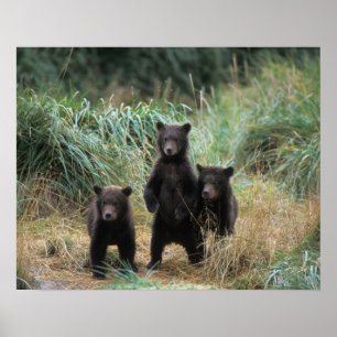 brown bear, Ursus arctos, grizzly bear, Ursus 7 Poster