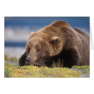 brown bear, Ursus arctos, grizzly bear, Ursus 8