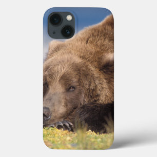 brown bear, Ursus arctos, grizzly bear, Ursus 8 iPhone 13 Case