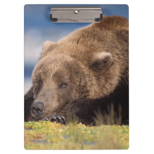 brown bear, Ursus arctos, grizzly bear, Ursus 8 Clipboard