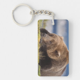 brown bear, Ursus arctos, grizzly bear, Ursus 8 Key Ring