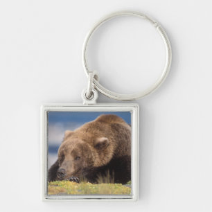 brown bear, Ursus arctos, grizzly bear, Ursus 8 Key Ring