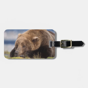 brown bear, Ursus arctos, grizzly bear, Ursus 8 Luggage Tag