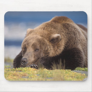 brown bear, Ursus arctos, grizzly bear, Ursus 8 Mouse Pad