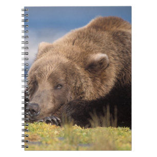 brown bear, Ursus arctos, grizzly bear, Ursus 8 Notebook