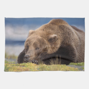 brown bear, Ursus arctos, grizzly bear, Ursus 8 Tea Towel
