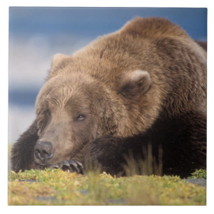 brown bear, Ursus arctos, grizzly bear, Ursus 8 Tile