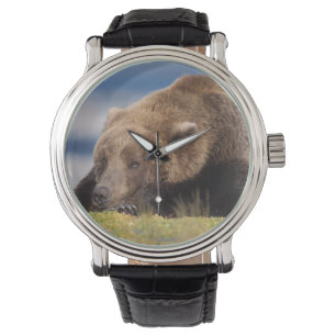 brown bear, Ursus arctos, grizzly bear, Ursus 8 Watch