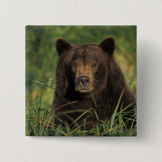 brown bear, Ursus arctos, grizzly bear, Ursus 9 15 Cm Square Badge (Front)